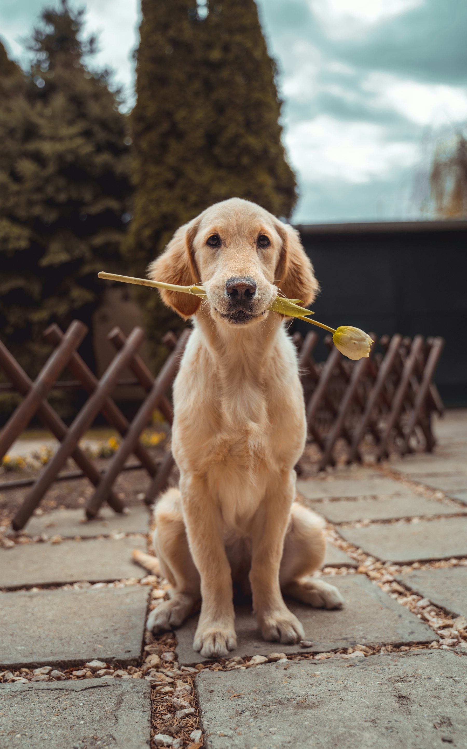 Golden retriever holding a flower